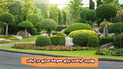 بهترین گیاهان برای محوطه‌سازی در آب‌وهوای گیلان