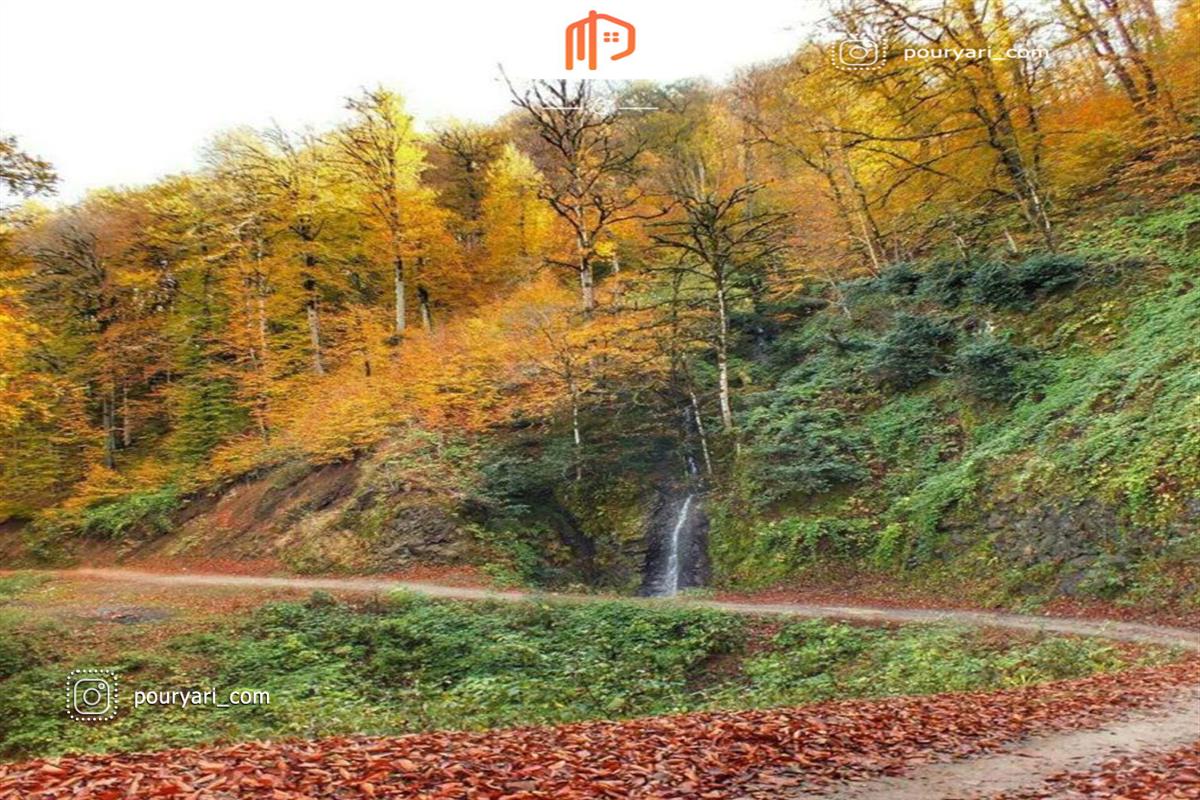 زیبایی جنگل خرما در استان گیلان