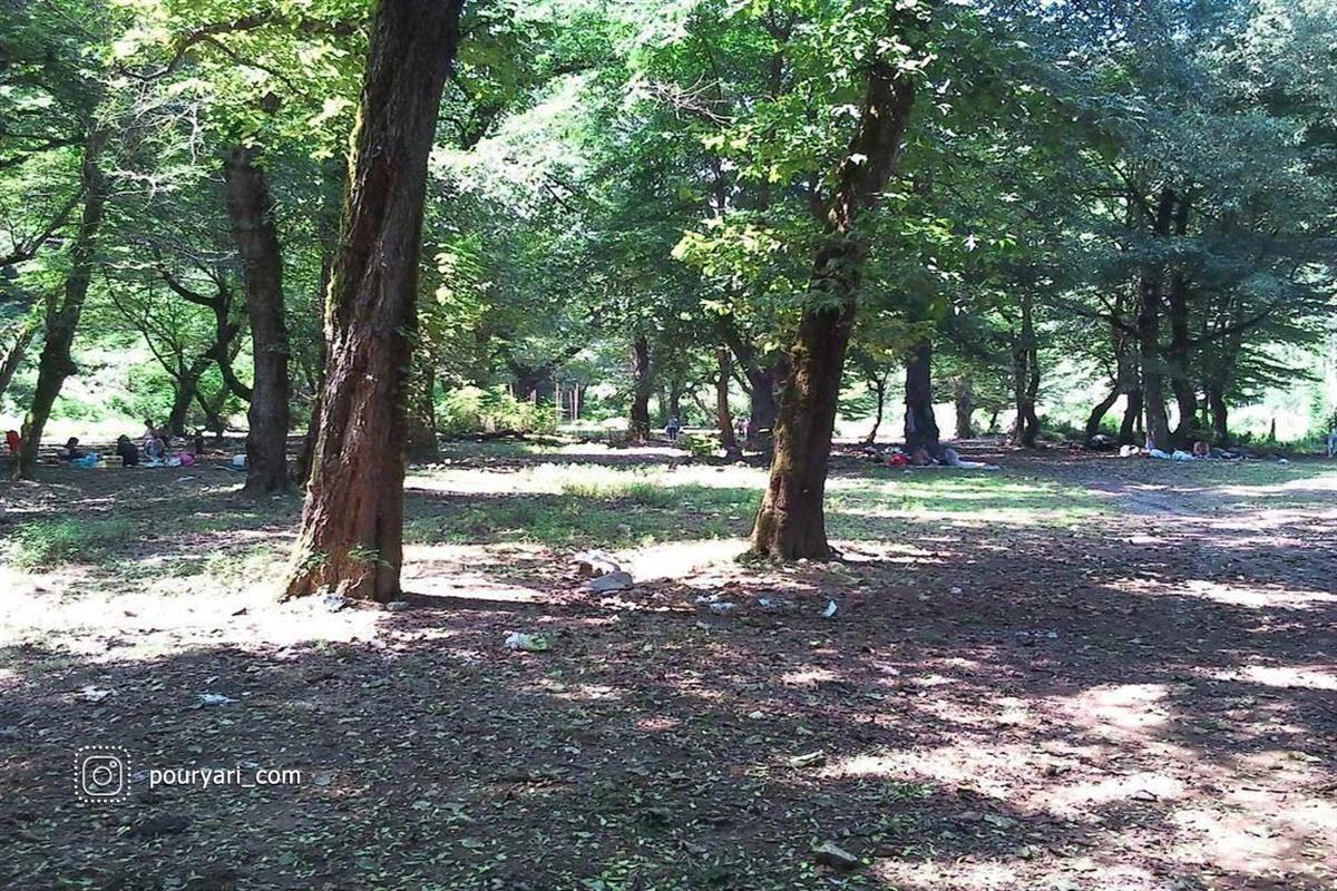 زیبایی جنگل خرما در استان گیلان