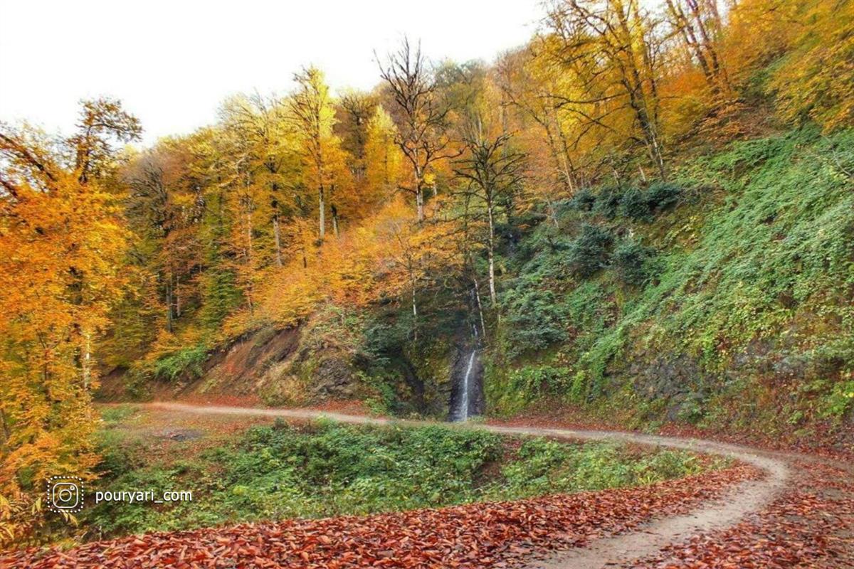 زیبایی جنگل خرما در استان گیلان