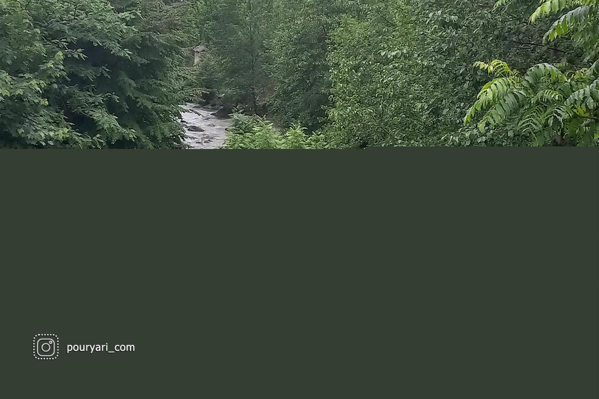 زیبایی جنگل خرما در استان گیلان