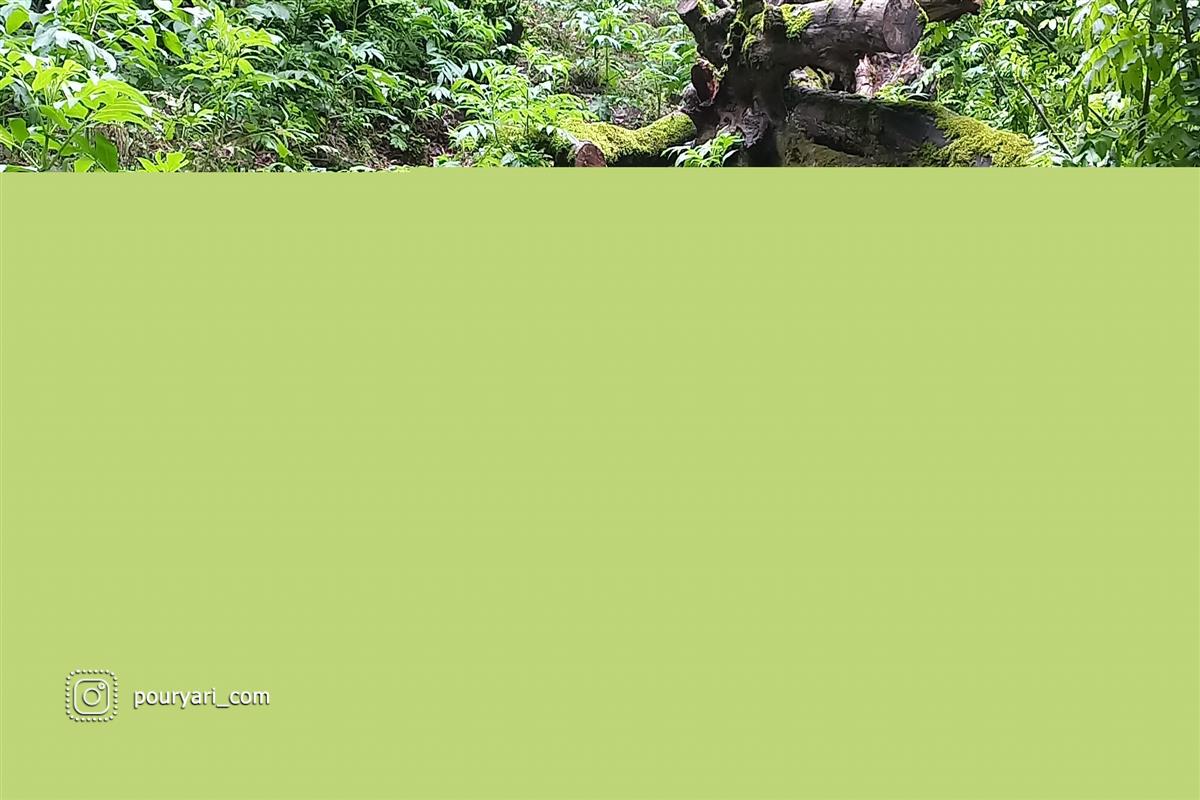 زیبایی جنگل خرما در استان گیلان