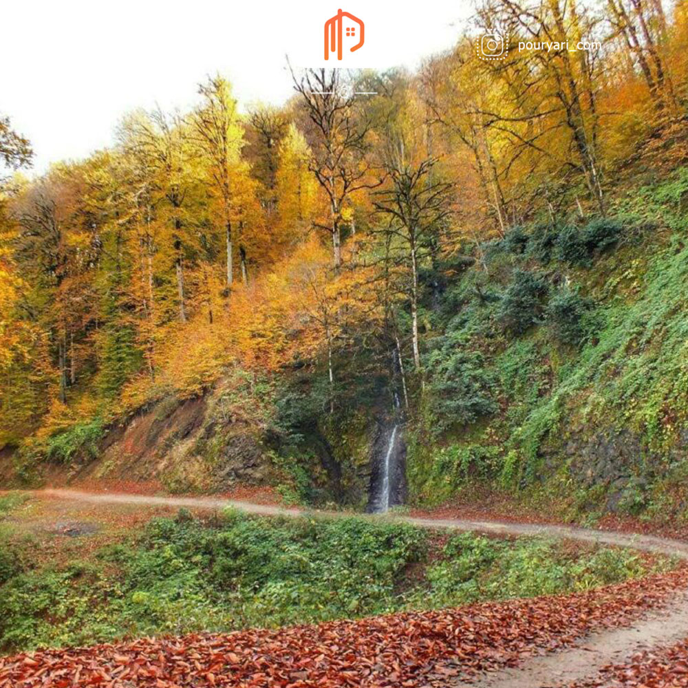 زیبایی جنگل خرما در استان گیلان